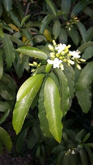 Tabernaemontana ventricosa