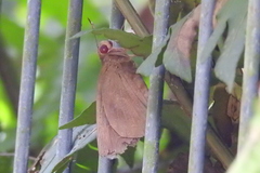 Erionota thrax