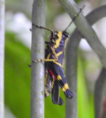 Traulia azureipennis