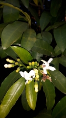 Tabernaemontana ventricosa