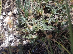 Helianthemum oelandicum