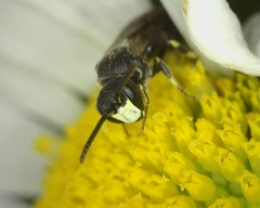 Hylaeus confusus