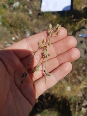 Helianthemum oelandicum
