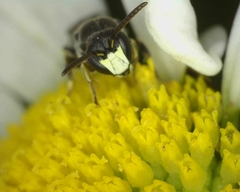 Hylaeus confusus