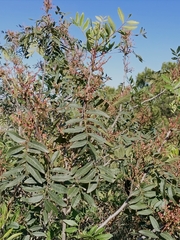 Pistacia × saportae