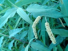 Persicaria lapathifolia lanata