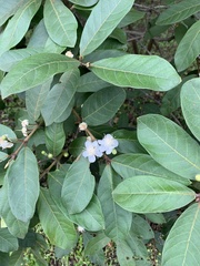 Psidium guajava image