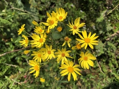 Senecio squalidus