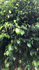 Ficus benjamina