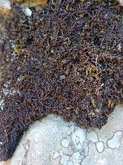 Frullania tamarisci