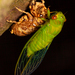 Peaceful Cicada - Photo (c) Colin Chiu, some rights reserved (CC BY-NC), uploaded by Colin Chiu