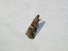 Acrobasis marmorea