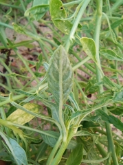 Amaranthus arenicola