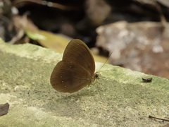 Faunis canens arcesilas