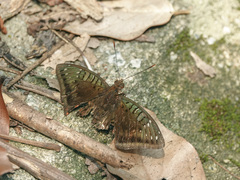 Euthalia adonia pinwilli