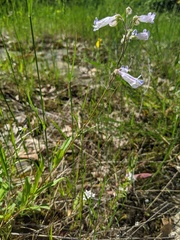 Penstemon gracilis