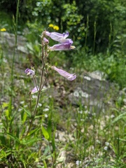 Penstemon gracilis