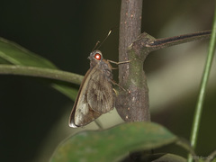 Erionota acroleuca apicalis