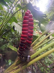 Heliconia imbricata