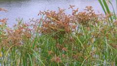 Cyperus imbricatus
