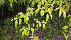 Croton pseudopulchellus