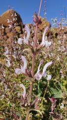 Salvia palaestina