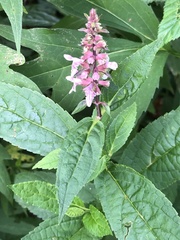 Stachys latidens