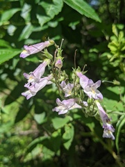 Penstemon gracilis