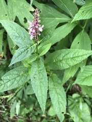 Stachys latidens