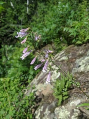 Penstemon gracilis