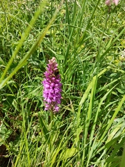 Dactylorhiza praetermissa