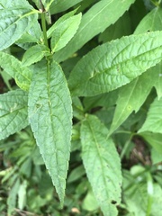 Stachys latidens