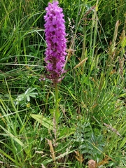 Dactylorhiza praetermissa