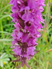 Dactylorhiza praetermissa