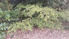 Croton pseudopulchellus