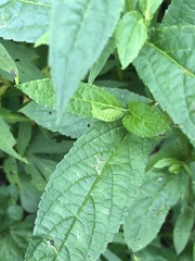 Stachys latidens