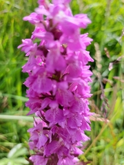Dactylorhiza praetermissa