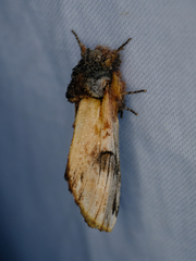 Ianassa pallida