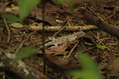 Urosaurus bicarinatus