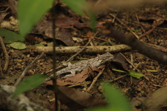 Urosaurus bicarinatus