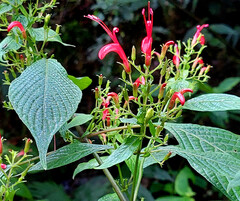Stenostephanus