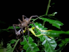 Boana cinerascens