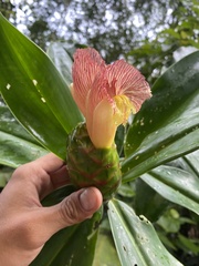 Costus glaucus