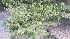 Croton pseudopulchellus