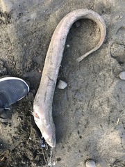Conger verreauxi