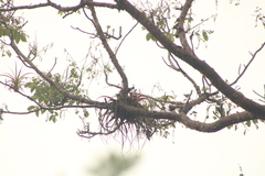 Tillandsia roland-gosselinii