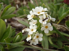 Myosotis asiatica