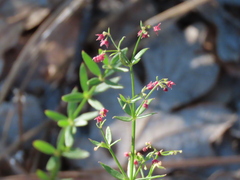 Galium bolanderi