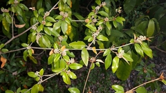 Croton pseudopulchellus