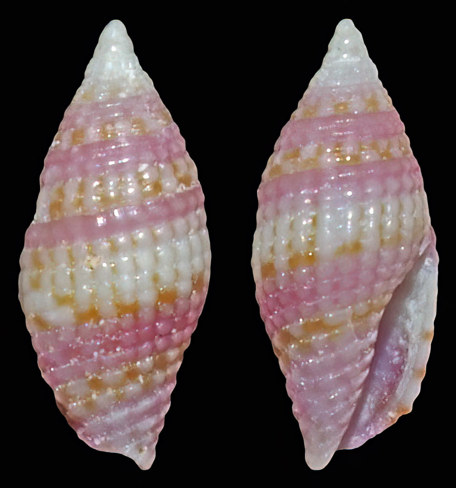 Anarithma purpurata